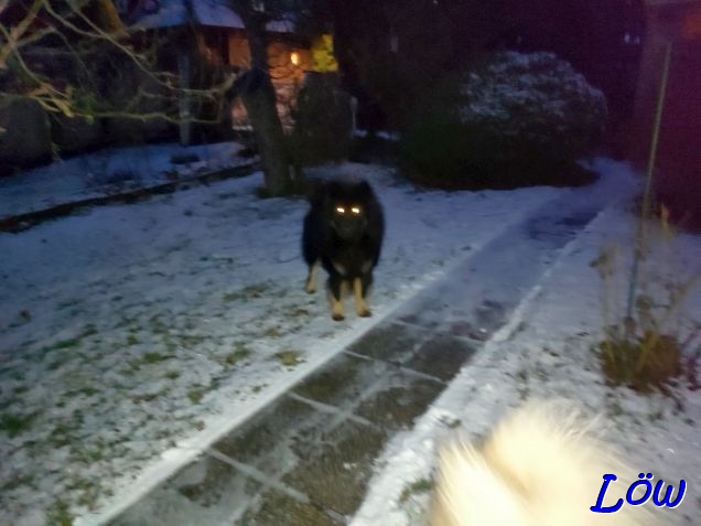 3.1.2025 - Geisterhund